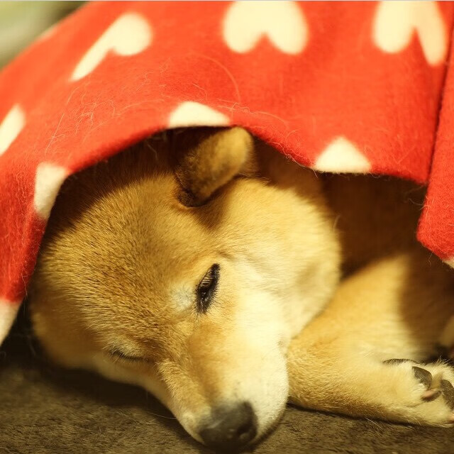 宿命对决，多特蒙德铁骑碾碎郁金香，伊布神话再续决胜时刻