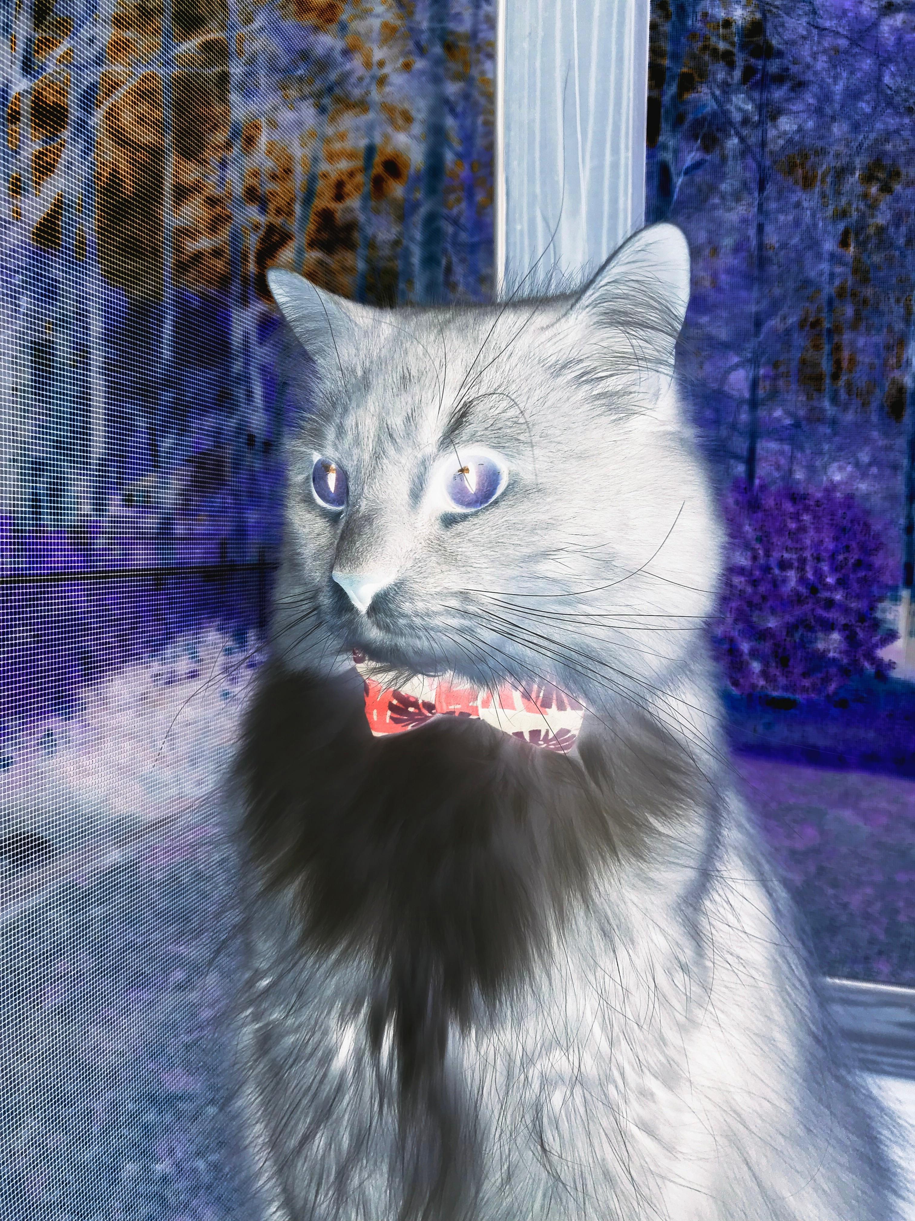 开云体育在线-命运交响曲，C罗的枪声，奏响老特拉福德的征服乐章