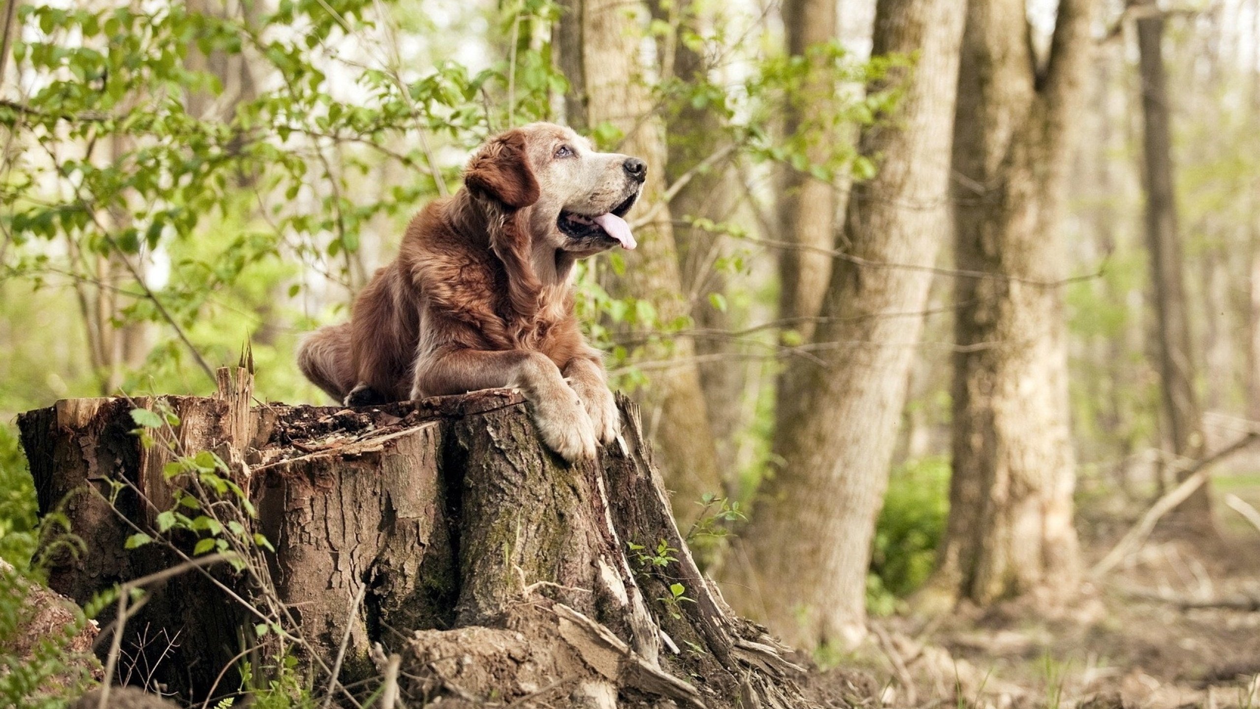 开云体育app-欧冠决赛之夜，范弗利特用70米长传，在时间的锦缎上编织胜利的针脚