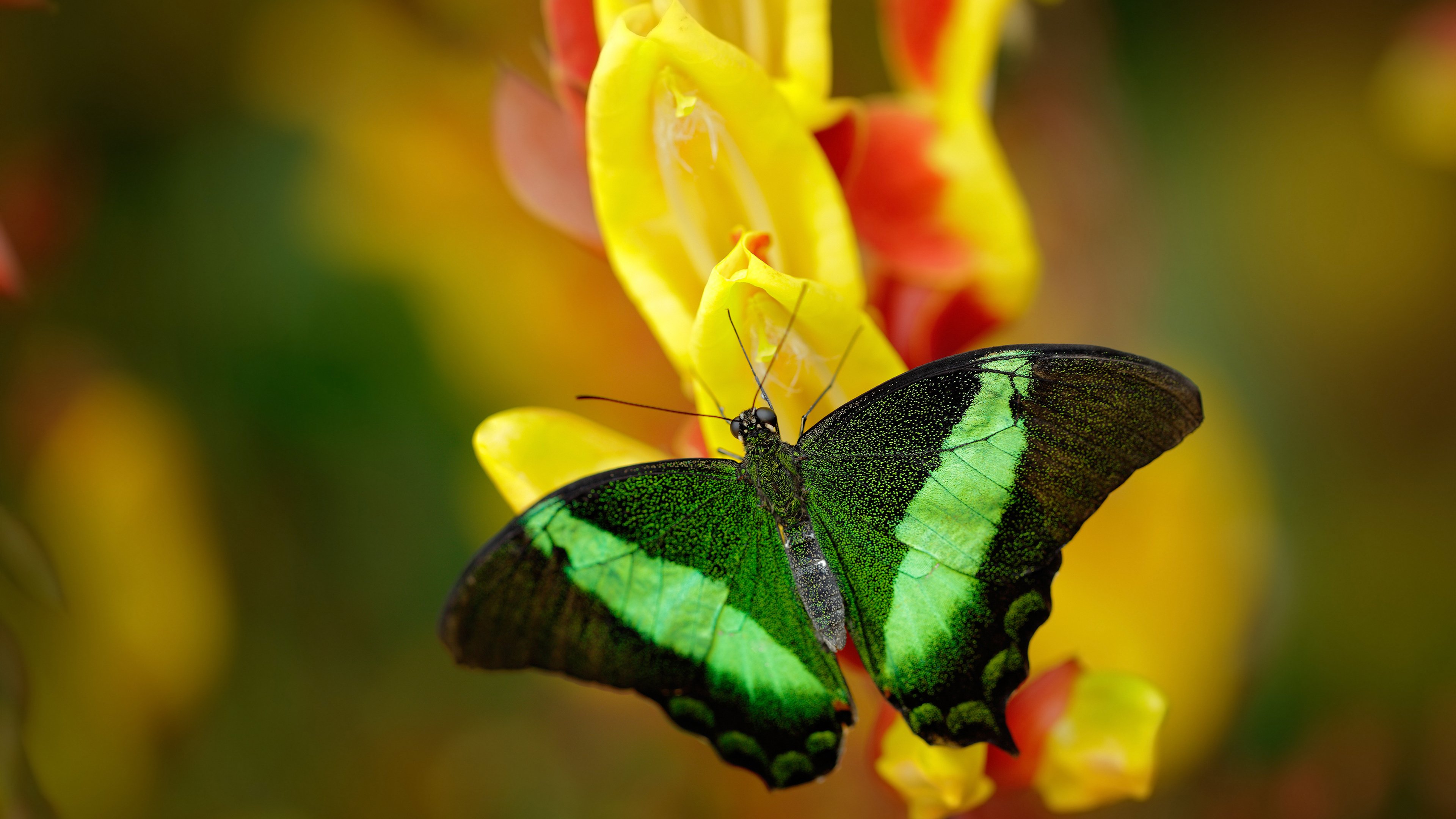 孤岛上的灯塔,凯恩如何撕碎体系化时代的足球迷思