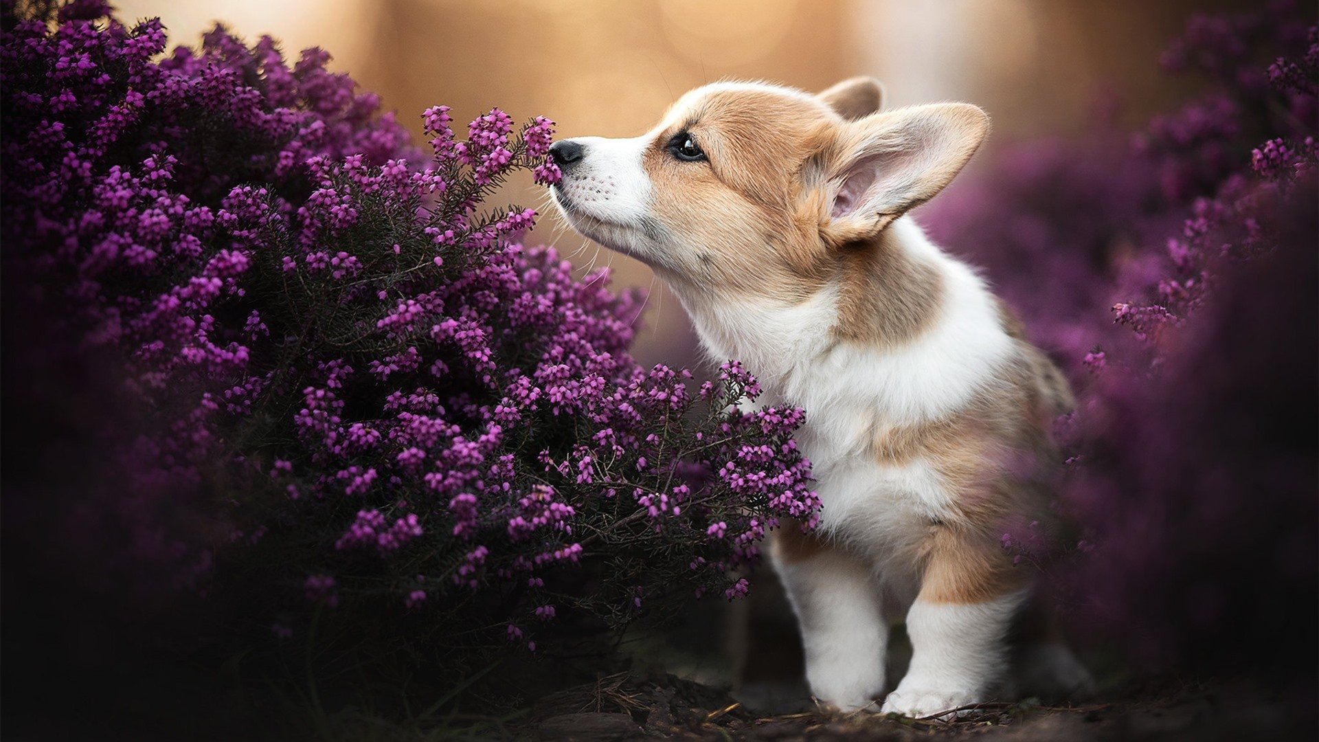 当魔术师遇见斯巴达，拉梅洛的硬仗美学与热火团队哲学的终极碰撞