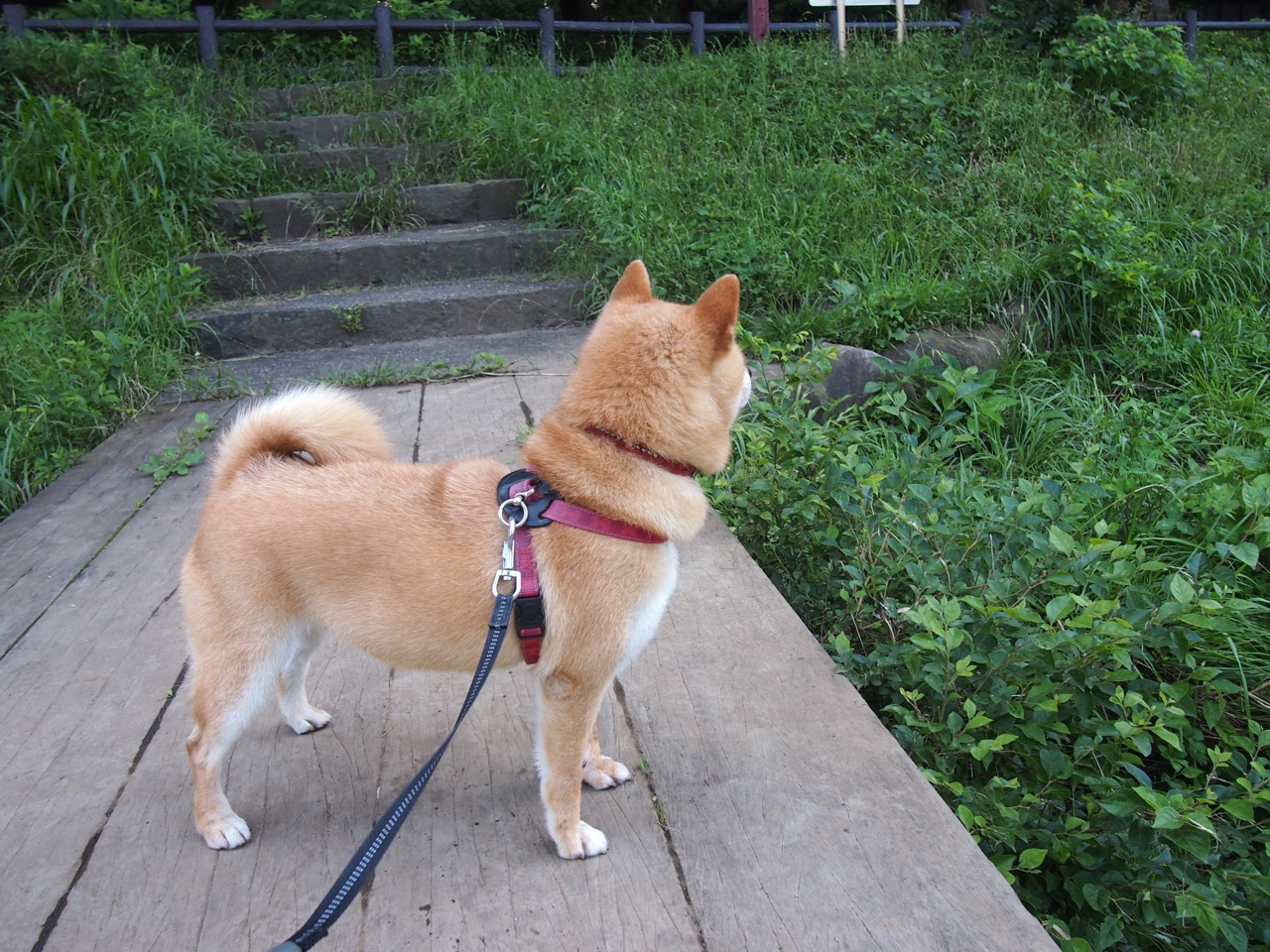 逆转命运的一击，萨卡化身危局中的救世主，助德国惊险晋级