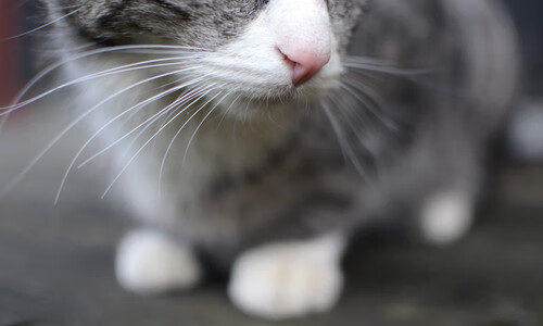 当活塞的铁蹄踏碎费城旧梦，文班亚马已在世界杯画出新世界的版图