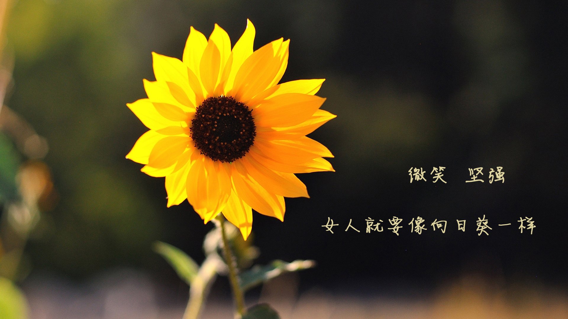封神之夜,世界排名争夺战的舞台,拉什福德用统治级数据改写游戏规则